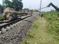 Speeding trains prove to be a jumbo problem for Assam's elephant population - Hindi News | Speeding trains prove to be a jumbo problem for Assam's elephant population | Latest national News at Lokmattimes.com
