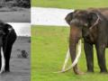 Wildlife lovers mourn death of 70-yr-old jumbo with longest tusks - Hindi News | Wildlife lovers mourn death of 70-yr-old jumbo with longest tusks | Latest national News at Lokmattimes.com