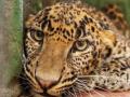 Leopard tranquilised, rescued from well in UP - Hindi News | Leopard tranquilised, rescued from well in UP | Latest national News at Lokmattimes.com