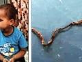 3-yr-old chews snakelet in UP village, survives - Hindi News | 3-yr-old chews snakelet in UP village, survives | Latest national News at Lokmattimes.com