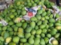 25% of UP's mango crop damaged in Sunday's storm - Hindi News | 25% of UP's mango crop damaged in Sunday's storm | Latest business News at Lokmattimes.com