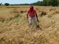Stripe and brown rust resistant wheat variety developed - Hindi News | Stripe and brown rust resistant wheat variety developed | Latest technology News at Lokmattimes.com