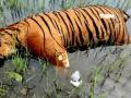 Tiger carcass found near Pilibhit Reserve - Hindi News | Tiger carcass found near Pilibhit Reserve | Latest national News at Lokmattimes.com