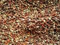 India to harvest record 144.52 MT of foodgrains in Kharif 2020-21 - Hindi News | India to harvest record 144.52 MT of foodgrains in Kharif 2020-21 | Latest politics News at Lokmattimes.com
