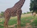 Female giraffe dies in Assam zoo - Hindi News | Female giraffe dies in Assam zoo | Latest national News at Lokmattimes.com