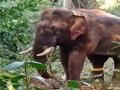 Kerala's rouge elephant taken into 'custody', being relocated - Hindi News | Kerala's rouge elephant taken into 'custody', being relocated | Latest national News at Lokmattimes.com