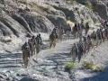 No let-up in Baloch guerrilla offensive against Pak - three soldiers now killed near Gwadar - Hindi News | No let-up in Baloch guerrilla offensive against Pak - three soldiers now killed near Gwadar | Latest national News at Lokmattimes.com