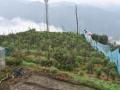 Natural farming revives Shimla's abandoned apple orchard - Hindi News | Natural farming revives Shimla's abandoned apple orchard | Latest international News at Lokmattimes.com