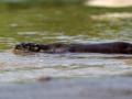 UP: First-ever otter sighted in Gomti river on Lucknow-Sitapur border - Hindi News | UP: First-ever otter sighted in Gomti river on Lucknow-Sitapur border | Latest national News at Lokmattimes.com