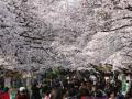 Japanese people defy COVID-19 to admire cherry blossoms - Hindi News | Japanese people defy COVID-19 to admire cherry blossoms | Latest politics News at Lokmattimes.com
