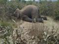 Bandhavgarh Elephant Deaths: Union Govt Orders Independent Investigation into Deaths of 10 Elephants in Madhya Pradesh - Hindi News | Bandhavgarh Elephant Deaths: Union Govt Orders Independent Investigation into Deaths of 10 Elephants in Madhya Pradesh | Latest national News at Lokmattimes.com