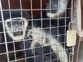 Smuggled in from Myanmar, Colobus monkeys, crocodile seized in Mizoram - Hindi News | Smuggled in from Myanmar, Colobus monkeys, crocodile seized in Mizoram | Latest national News at Lokmattimes.com