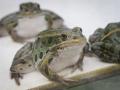 Cambodia's bent-toed gecko, Cardamom leaf-litter frog among new species discovered in Greater Mekong: WWF - Hindi News | Cambodia's bent-toed gecko, Cardamom leaf-litter frog among new species discovered in Greater Mekong: WWF | Latest politics News at Lokmattimes.com