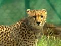 Some cheetahs to be shifted to new habitats due to lack of space at Kuno - Hindi News | Some cheetahs to be shifted to new habitats due to lack of space at Kuno | Latest national News at Lokmattimes.com