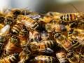 Uttar Pradesh: 40 School Students Injured in Bee Attack in Agra - Hindi News | Uttar Pradesh: 40 School Students Injured in Bee Attack in Agra | Latest national News at Lokmattimes.com