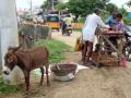 Donkey meat consumption in AP rising as 'aphrodisiac, healer' - Hindi News | Donkey meat consumption in AP rising as 'aphrodisiac, healer' | Latest national News at Lokmattimes.com