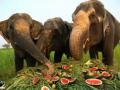 Jumbo buffet organised on Elephant Appreciation Day - Hindi News | Jumbo buffet organised on Elephant Appreciation Day | Latest national News at Lokmattimes.com