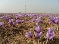 J&K govt's initiatives for saffron farmers yielding fruitful results - Hindi News | J&K govt's initiatives for saffron farmers yielding fruitful results | Latest national News at Lokmattimes.com