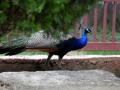 2 peacocks found dead in UP, probe indicates pesticide poisoning - Hindi News | 2 peacocks found dead in UP, probe indicates pesticide poisoning | Latest national News at Lokmattimes.com