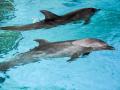 Dolphin Reserve being planned in UP - Hindi News | Dolphin Reserve being planned in UP | Latest international News at Lokmattimes.com