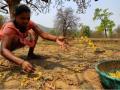 Mahua in full bloom, but women flower collectors in a state of gloom - Hindi News | Mahua in full bloom, but women flower collectors in a state of gloom | Latest national News at Lokmattimes.com