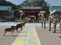 Wildlife sniffer dog force expands with 14 newly trained 'super sniffers' - Hindi News | Wildlife sniffer dog force expands with 14 newly trained 'super sniffers' | Latest national News at Lokmattimes.com