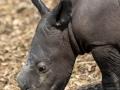 5-day-old white rhino calf dies from internal injuries in Aus zoo - Hindi News | 5-day-old white rhino calf dies from internal injuries in Aus zoo | Latest international News at Lokmattimes.com