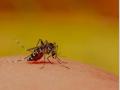 Sri Lanka reports 50,264 dengue cases this yr - Hindi News | Sri Lanka reports 50,264 dengue cases this yr | Latest international News at Lokmattimes.com