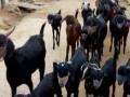 Fearing corona, Telangana farmer puts masks on goats - Hindi News | Fearing corona, Telangana farmer puts masks on goats | Latest health News at Lokmattimes.com