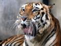 12-year-old girl dies in tiger attack in UP - Hindi News | 12-year-old girl dies in tiger attack in UP | Latest national News at Lokmattimes.com