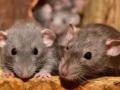 Rats 'gnaw at ganja' in Kerala court; will the culprit get away? - Hindi News | Rats 'gnaw at ganja' in Kerala court; will the culprit get away? | Latest national News at Lokmattimes.com