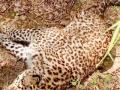 Leopard's carcass found in Anamalai Tiger Reserve of TN - Hindi News | Leopard's carcass found in Anamalai Tiger Reserve of TN | Latest national News at Lokmattimes.com