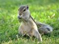 Squirrel tests positive for bubonic plague in US - Hindi News | Squirrel tests positive for bubonic plague in US | Latest international News at Lokmattimes.com