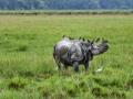 Rhino count goes up in Dudhwa Reserve - Hindi News | Rhino count goes up in Dudhwa Reserve | Latest national News at Lokmattimes.com