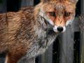 Foxes, feral cats take "shocking" toll on Aussie wildlife - Hindi News | Foxes, feral cats take "shocking" toll on Aussie wildlife | Latest politics News at Lokmattimes.com
