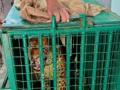 Leopard trapped on Hyderabad outskirts - Hindi News | Leopard trapped on Hyderabad outskirts | Latest national News at Lokmattimes.com
