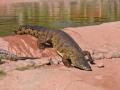 Elderly man hospitalised in Aus after crocodile attack - Hindi News | Elderly man hospitalised in Aus after crocodile attack | Latest international News at Lokmattimes.com