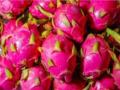 Now a dragon fruit festival in UP - Hindi News | Now a dragon fruit festival in UP | Latest national News at Lokmattimes.com