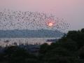 India witnesses surge in bird population amid lockdown - Hindi News | India witnesses surge in bird population amid lockdown | Latest national News at Lokmattimes.com
