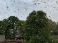 Agra survives locusts invasion - Hindi News | Agra survives locusts invasion | Latest national News at Lokmattimes.com
