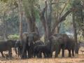 Free roaming elephants in Namibia worsen human-wildlife conflict - Hindi News | Free roaming elephants in Namibia worsen human-wildlife conflict | Latest international News at Lokmattimes.com