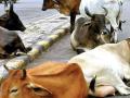 Spike in stray cattle incidents: Cows attack woman on Ahmedabad street - Hindi News | Spike in stray cattle incidents: Cows attack woman on Ahmedabad street | Latest national News at Lokmattimes.com