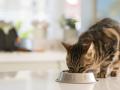 Cats prefer to get free meals rather than work for them - Hindi News | Cats prefer to get free meals rather than work for them | Latest international News at Lokmattimes.com