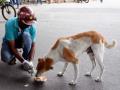 SC stays Bombay HC observation that those who feed stray dogs must adopt them - Hindi News | SC stays Bombay HC observation that those who feed stray dogs must adopt them | Latest national News at Lokmattimes.com
