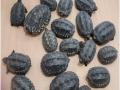 Nineteen tortoises, 40 parrots seized in raid on pet shop in Delhi, accused on run - Hindi News | Nineteen tortoises, 40 parrots seized in raid on pet shop in Delhi, accused on run | Latest national News at Lokmattimes.com