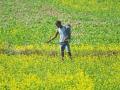 Area sown under rabi crop increases to 660.48 lakh hectares - Hindi News | Area sown under rabi crop increases to 660.48 lakh hectares | Latest national News at Lokmattimes.com