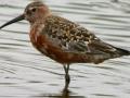 Migratory bird tagged in Mumbai, sighted 4,500-km away in China - Hindi News | Migratory bird tagged in Mumbai, sighted 4,500-km away in China | Latest international News at Lokmattimes.com