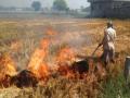 UP farmers move from stubble burning to mushroom cultivation - Hindi News | UP farmers move from stubble burning to mushroom cultivation | Latest national News at Lokmattimes.com