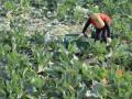 S. Korea vows efforts to secure stable supplies of agricultural inputs amid Mideast crisis - Hindi News | S. Korea vows efforts to secure stable supplies of agricultural inputs amid Mideast crisis | Latest international News at Lokmattimes.com