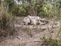 Poachers strike after nine months, kill female rhino in Assam - Hindi News | Poachers strike after nine months, kill female rhino in Assam | Latest national News at Lokmattimes.com